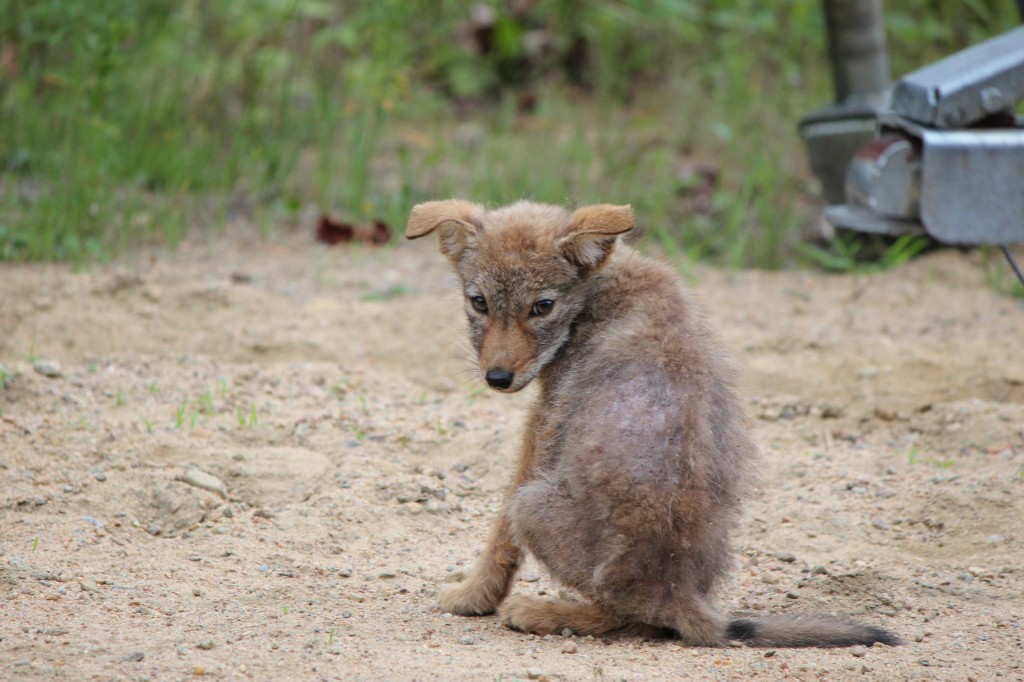 Coyote Baby 2