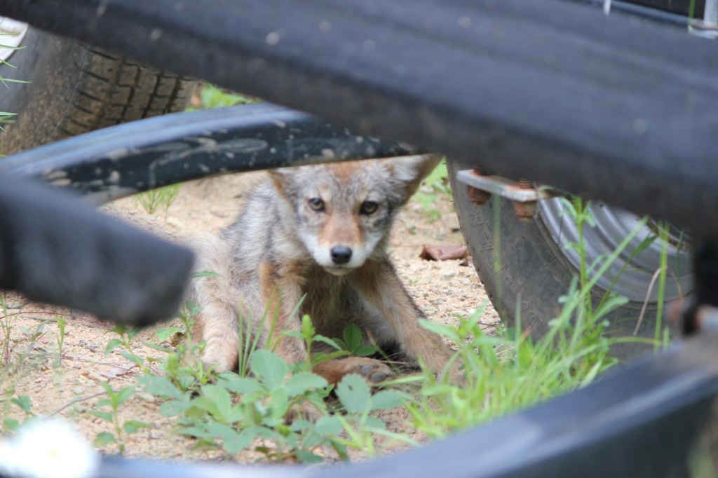 Coyote Baby 2