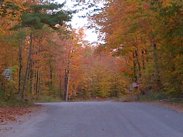 Fall colours