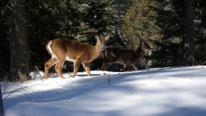 Friendly critters