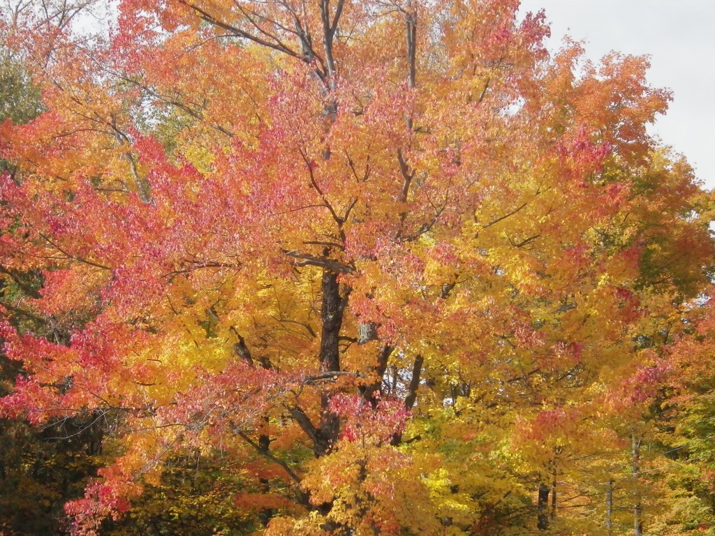 Fall colours