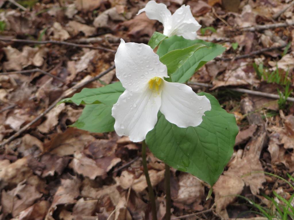 Trilliums